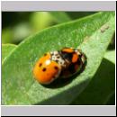 Adalia decempunctata - Zehnpunkt - 04.jpg